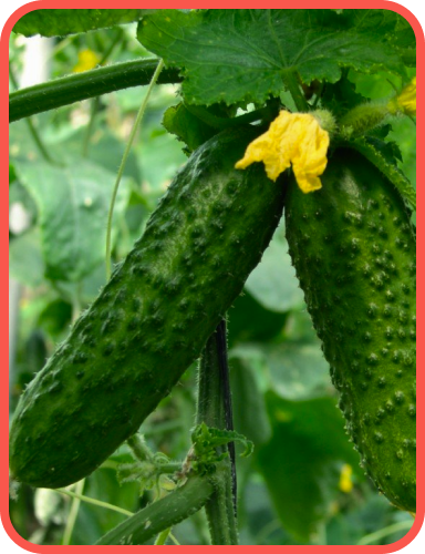 огірки на гілці